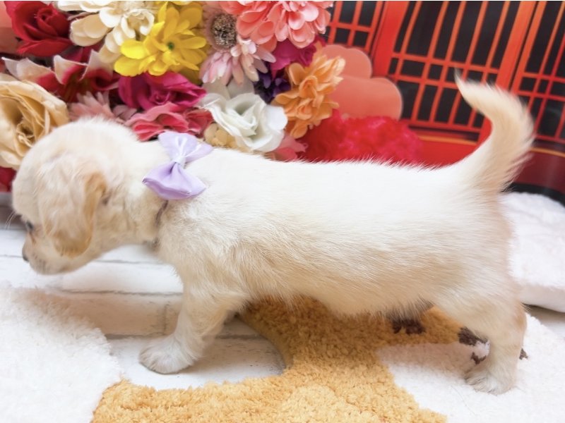 愛知県のチワックス(チワワ×ダックス) (ワンラブカインズ豊田四郷店(FC)/2025年11月15日生まれ/男の子/クリーム)の子犬の3枚目の画像