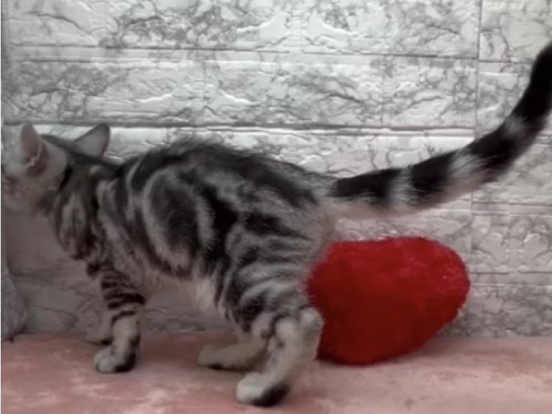 宮崎県のアメリカンショートヘアー (ワンラブホームワイドプラス都城店(FC)/2025年12月4日生まれ/男の子/シルバータビー)の子猫の3枚目の画像