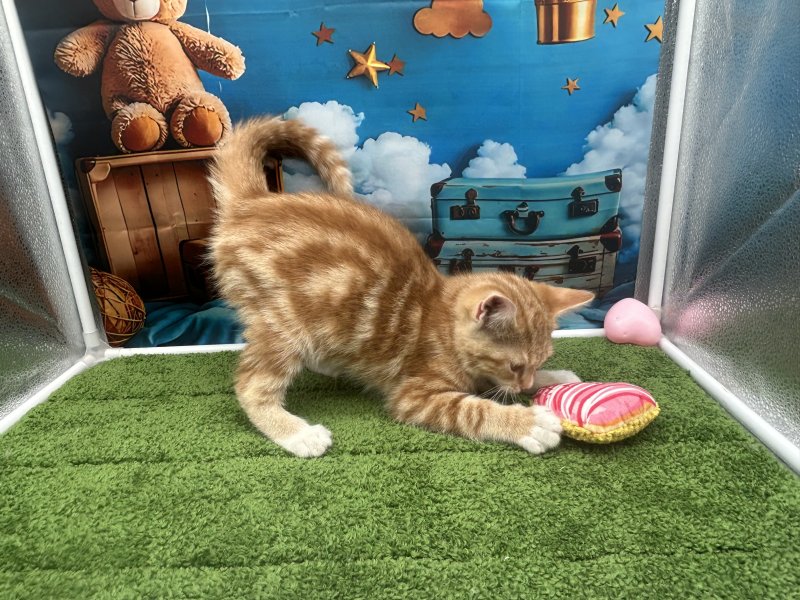 福岡県のアメリカンショートヘアー (ワンラブﾎｰﾑﾜｲﾄﾞ ﾍﾟｯﾄ＆ｸﾞﾘｰﾝ和白店(FC)/2025年12月4日生まれ/男の子/レッドタビー)の子猫の3枚目の画像