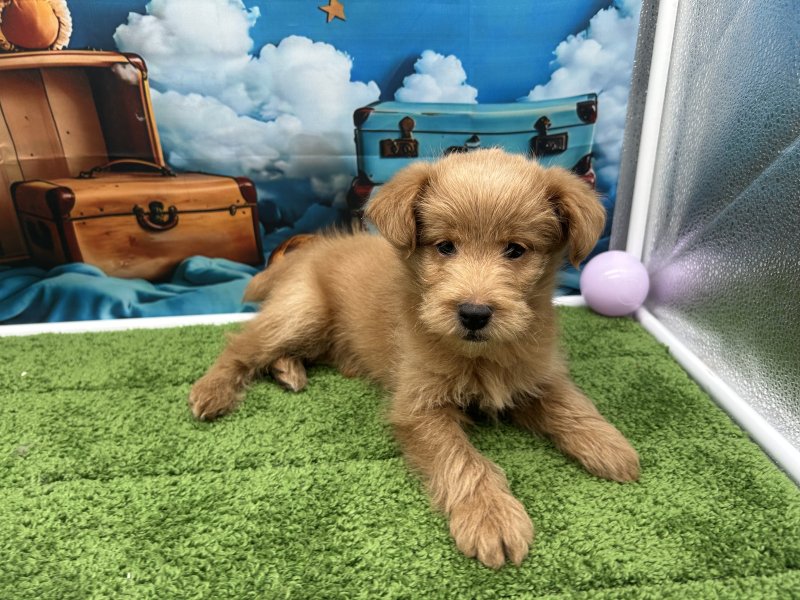 福岡県のダップー(ダックス×プードル) (ワンラブﾎｰﾑﾜｲﾄﾞ ﾍﾟｯﾄ＆ｸﾞﾘｰﾝ和白店(FC)/2025年11月20日生まれ/男の子/レッド)の子犬の3枚目の画像