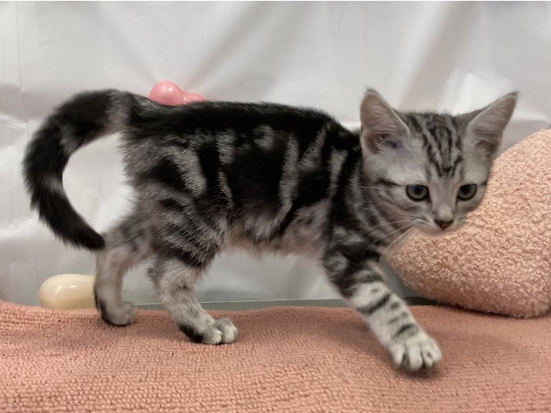 福岡県のアメリカンショートヘアー (ワンラブペットワイド若松店(FC)/2025年12月4日生まれ/男の子/シルバータビー)の子猫の3枚目の画像