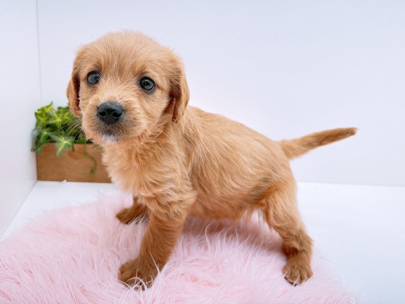 愛知県のラブラドゥードル(ラブラドールレトリーバー×プードル) (ワンラブペッツビレッジ アピタ木曽川店(FC)/2025年11月29日生まれ/男の子/アプリコット)の子犬の3枚目の画像