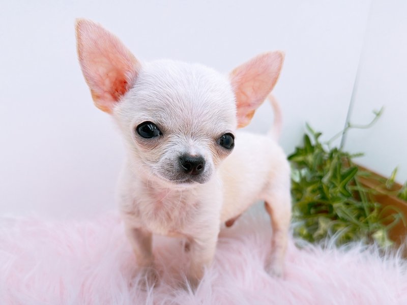 愛知県のチワワ(ロング) (ワンラブカインズ小牧店(FC)/2025年11月30日生まれ/男の子/クリーム)の子犬の3枚目の画像