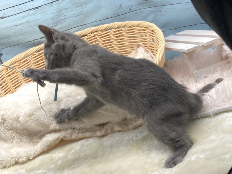 静岡県のロシアンブルー (ワンラブカインズ藤枝店(FC)/2025年11月19日生まれ/女の子/ブルー)の子猫の3枚目の画像