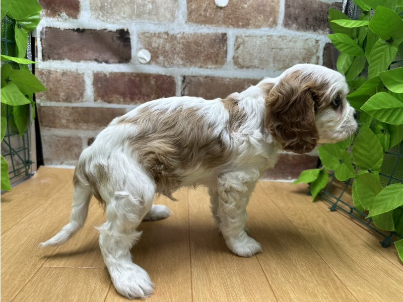 福島県のキャバリアキングチャールズスパニエル (ワンラブカインズ白河モール店(FC)/2025年12月13日生まれ/男の子/ブレンハイム)の子犬の3枚目の画像