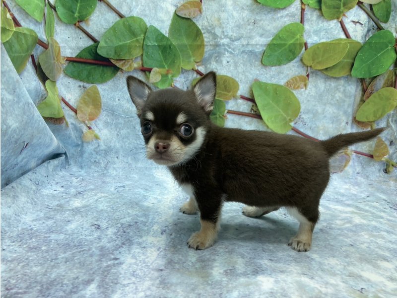 埼玉県のチワワ(ロング) (ワンラブカインズ北本店(FC)/2025年12月13日生まれ/男の子/チョコレートタンホワイト)の子犬の3枚目の画像