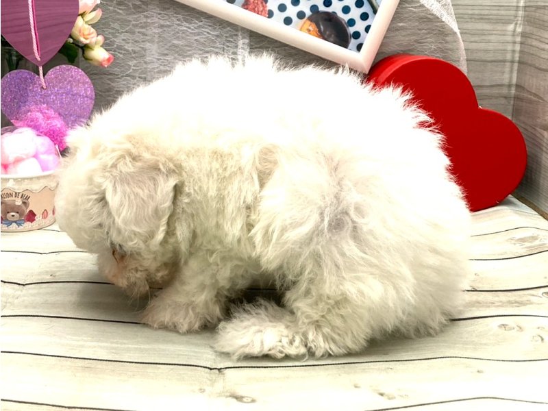 京都府のビションフリーゼ (ワンラブカインズ木津川店(FC)/2025年12月13日生まれ/女の子/ホワイト)の子犬の3枚目の画像