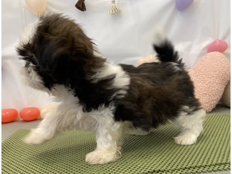 福岡県のシーズー (ワンラブペットワイド若松店(FC)/2025年12月4日生まれ/女の子/ゴールドホワイト)の子犬の3枚目の画像