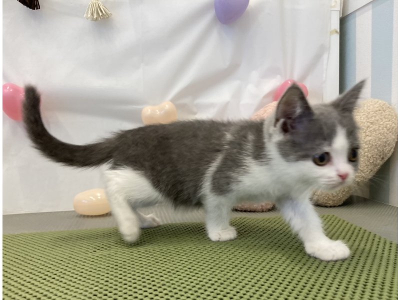 福岡県のブリティッシュショートヘアー (ワンラブペットワイド若松店(FC)/2025年12月15日生まれ/女の子/ブルーホワイト)の子猫の3枚目の画像
