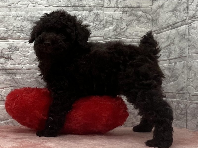 宮崎県のトイプードル(トイ) (ワンラブホームワイドプラス都城店(FC)/2025年12月13日生まれ/男の子/ブラウン)の子犬の3枚目の画像