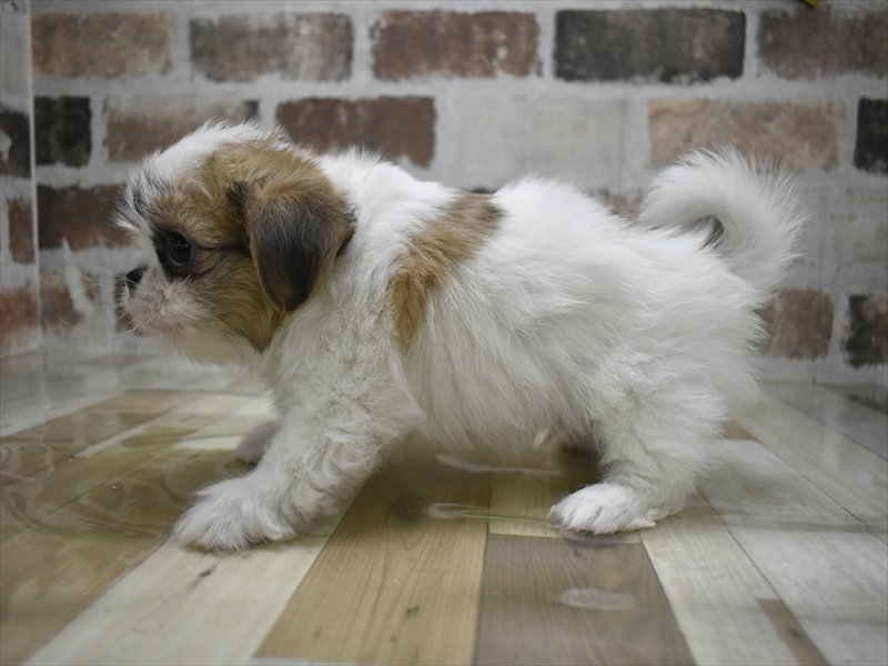 三重県のチワズー/チワシーズ(チワワ×シーズー) (ワンラブイオンタウン桑名新西方店/2025年12月17日生まれ/男の子/ホワイトゴールド)の子犬の3枚目の画像