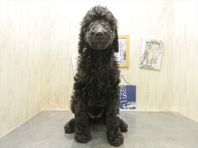 岐阜県のスタンダードプードル (ワンラブ関山王通り店(FC)/2025年12月22日生まれ/女の子/グレー)の子犬の3枚目の画像