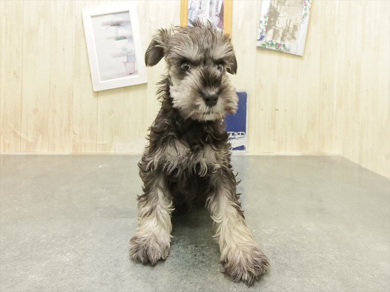 愛知県のミニチュアシュナウザー (ワンラブホームセンターバロー千音寺店(FC)/2025年12月22日生まれ/女の子/ソルトペッパー)の子犬の3枚目の画像