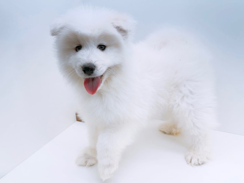 愛知県のサモエド (ワンラブカインズ小牧店(FC)/2025年12月12日生まれ/男の子/ホワイト)の子犬の3枚目の画像