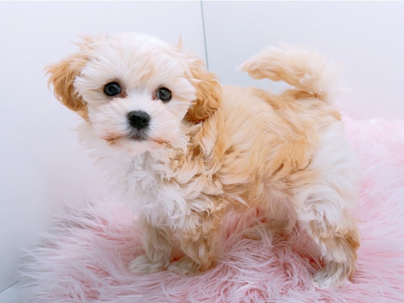 愛知県のマルプー(マルチーズ×プードル) (ワンラブカインズ小牧店(FC)/2025年12月20日生まれ/女の子/アプリコット)の子犬の3枚目の画像