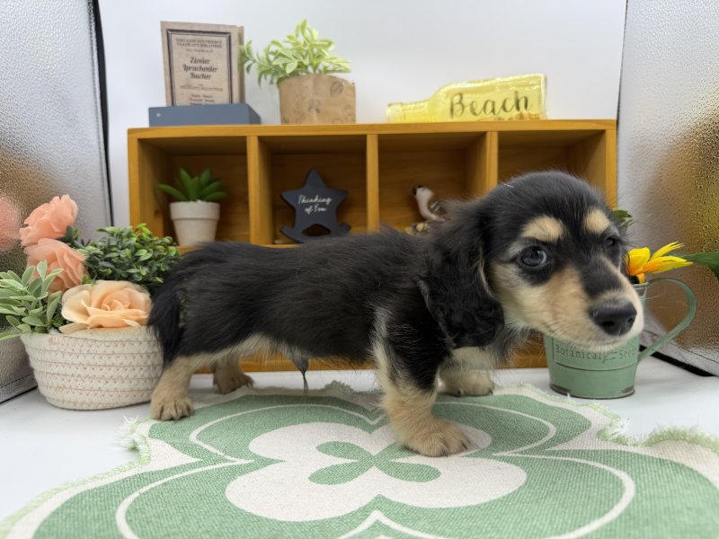 静岡県のカニンヘンダックスフンド(ロング) (ワンラブカインズ清水店(FC)/2025年12月9日生まれ/男の子/ブラックイエロー)の子犬の3枚目の画像