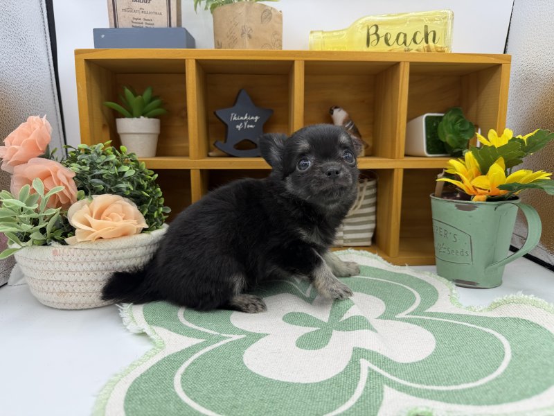 静岡県のチワワ(ロング) (ワンラブカインズ清水店(FC)/2025年12月17日生まれ/男の子/ブラックタン)の子犬の3枚目の画像