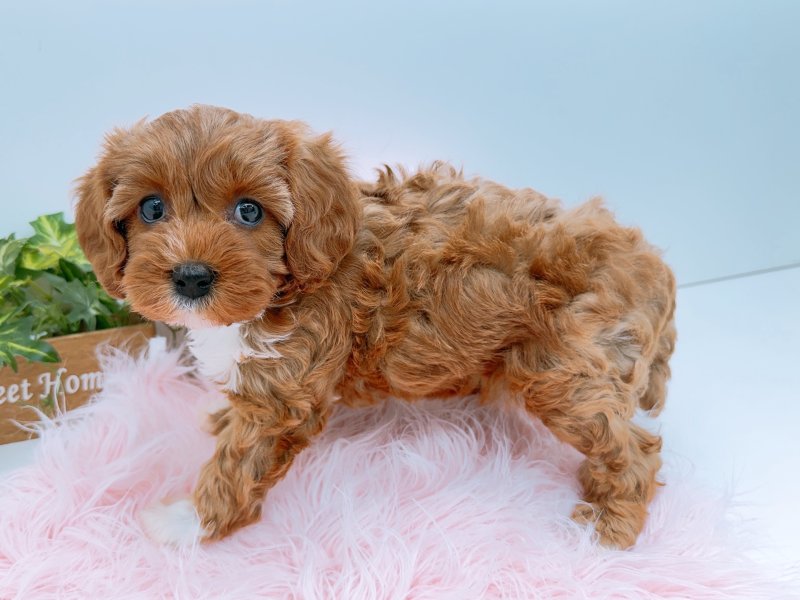 愛知県のキャバプー(キャバリア×プードル) (ワンラブカインズ小牧店(FC)/2025年12月27日生まれ/女の子/ルビーホワイト)の子犬の3枚目の画像