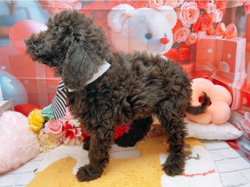 愛知県のスタンダードプードル (ワンラブカインズ豊田四郷店(FC)/2025年12月22日生まれ/男の子/ブラウン)の子犬の3枚目の画像