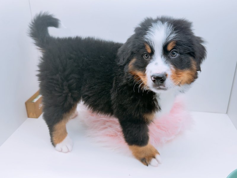 愛知県のバーニーズマウンテンドッグ (ワンラブカインズ小牧店(FC)/2026年1月3日生まれ/男の子/ブラックラストホワイト)の子犬の3枚目の画像