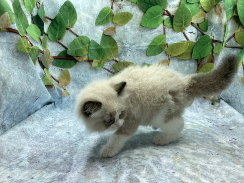 埼玉県のラグドール (ワンラブカインズ北本店(FC)/2026年1月3日生まれ/男の子/シールポイントバイカラー)の子猫の3枚目の画像