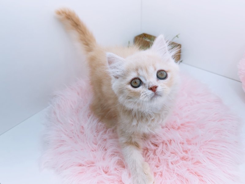 愛知県のミヌエット (ワンラブカインズ小牧店(FC)/2026年1月3日生まれ/男の子/クリームタビー)の子猫の3枚目の画像