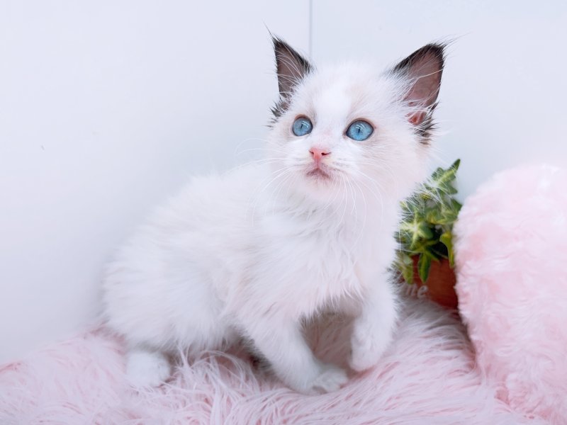 愛知県のラグドール (ワンラブカインズ小牧店(FC)/2026年1月9日生まれ/女の子/シールポイントバイカラー)の子猫の3枚目の画像