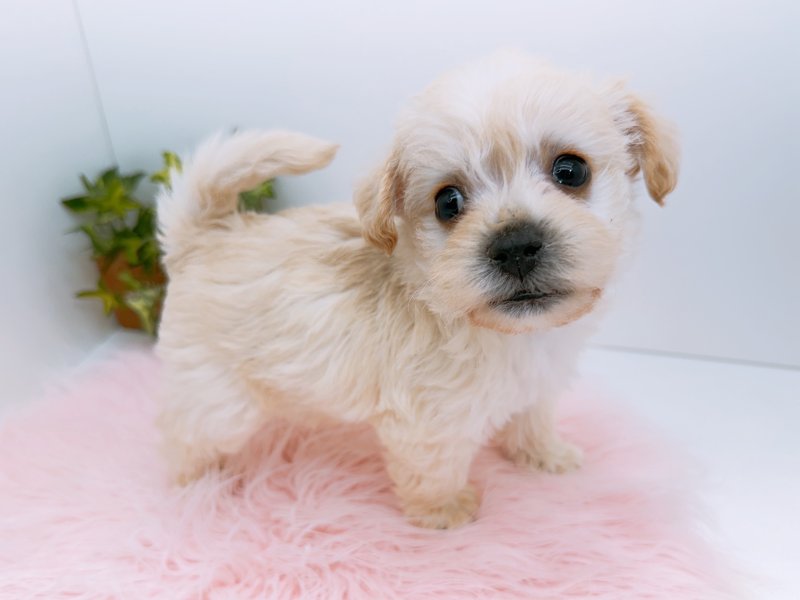 愛知県のハーフ犬・ミックス犬 (ワンラブペッツビレッジ アピタ木曽川店(FC)/2026年1月8日生まれ/男の子/クリーム)の子犬の3枚目の画像