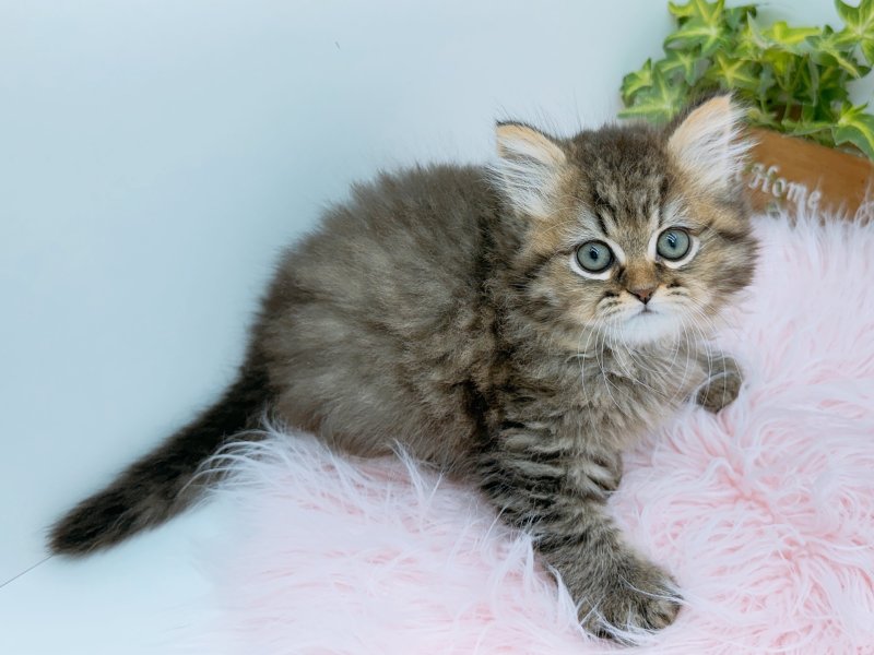 愛知県のミヌエット (ワンラブカインズ小牧店(FC)/2026年1月3日生まれ/女の子/チンチラゴールデン)の子猫の3枚目の画像