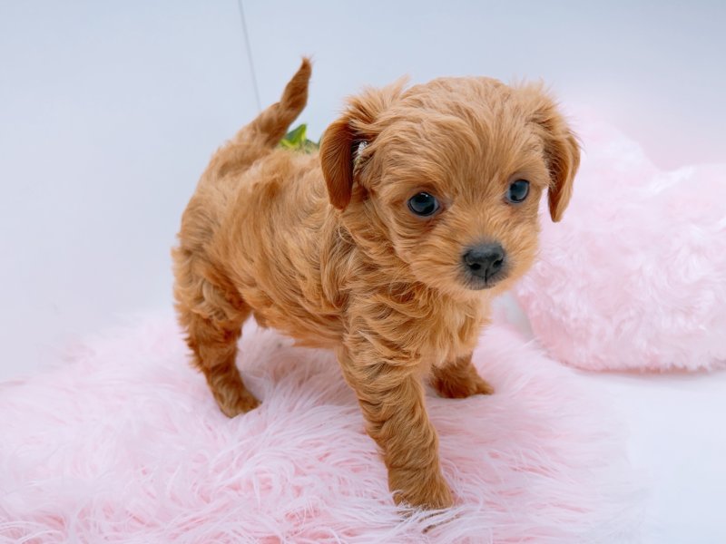愛知県のチワプー/プーチー(チワワ×プードル) (ワンラブカインズ小牧店(FC)/2026年1月9日生まれ/女の子/アプリコット)の子犬の3枚目の画像