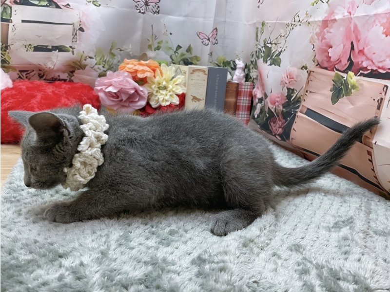 岐阜県のロシアンブルー (ワンラブホームセンターバロー北方店(FC)/2026年1月3日生まれ/男の子/ブルー)の子猫の3枚目の画像