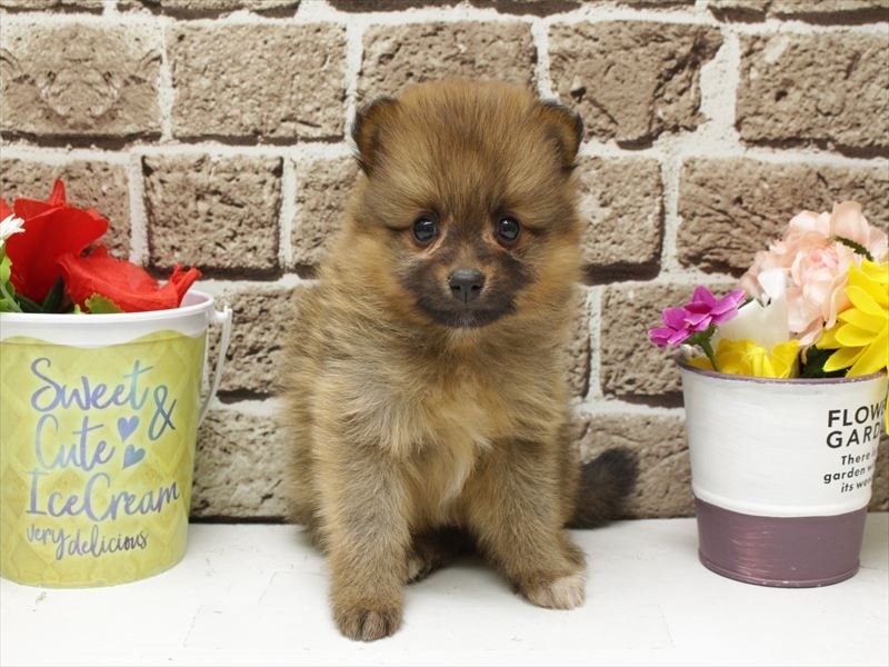 島根県のポメラニアン (ワンラブアクロスガーデン松江乃白店/2026年1月11日生まれ/男の子/オレンジ)の子犬の3枚目の画像