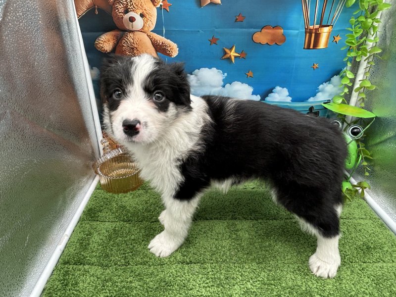 福岡県のボーダーコリー (ワンラブﾎｰﾑﾜｲﾄﾞ ﾍﾟｯﾄ＆ｸﾞﾘｰﾝ和白店(FC)/2026年1月13日生まれ/男の子/ブルーマール)の子犬の3枚目の画像