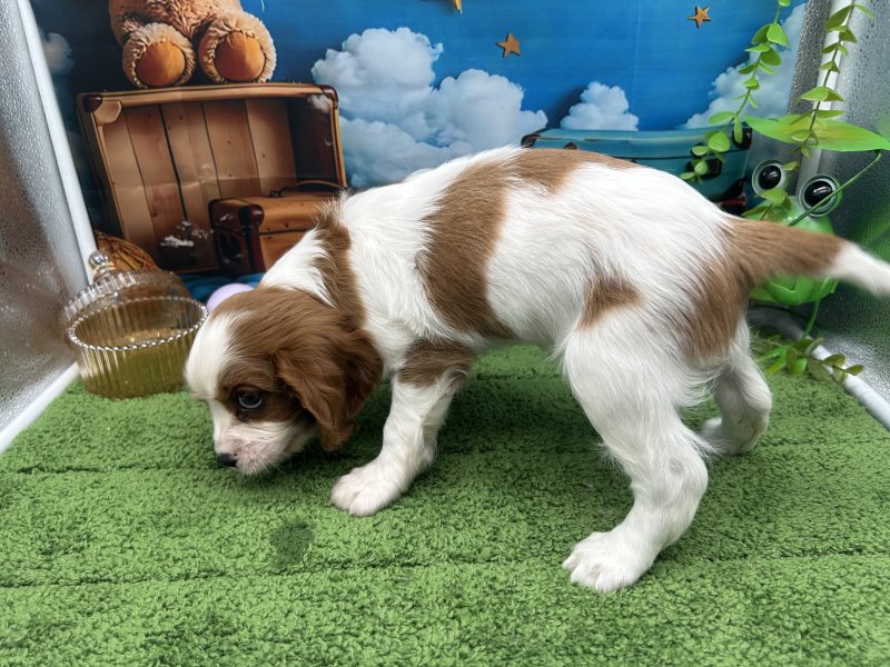 福岡県のキャバリアキングチャールズスパニエル (ワンラブﾎｰﾑﾜｲﾄﾞ ﾍﾟｯﾄ＆ｸﾞﾘｰﾝ和白店(FC)/2026年1月13日生まれ/男の子/ブレンハイム)の子犬の3枚目の画像