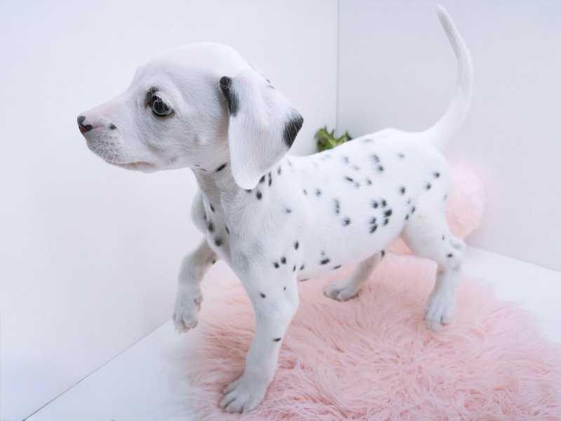 愛知県のダルメシアン (ワンラブカインズ小牧店(FC)/2026年1月10日生まれ/男の子/ブラックホワイト)の子犬の3枚目の画像