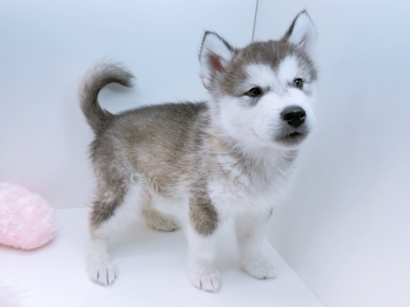 愛知県のアラスカンマラミュート (ワンラブカインズ小牧店(FC)/2026年1月17日生まれ/男の子/シルバーホワイト)の子犬の3枚目の画像