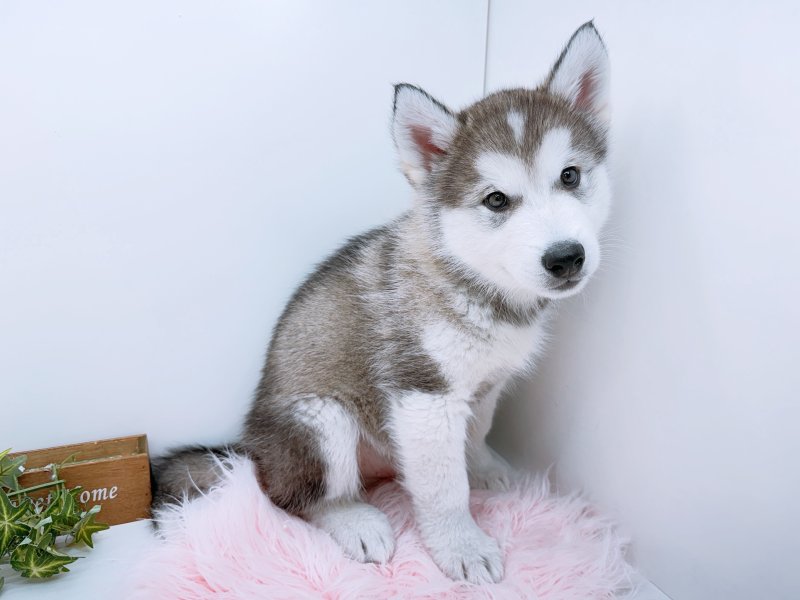 愛知県のアラスカンマラミュート (ワンラブペッツビレッジ アピタ木曽川店(FC)/2026年1月17日生まれ/男の子/シルバーホワイト)の子犬の3枚目の画像