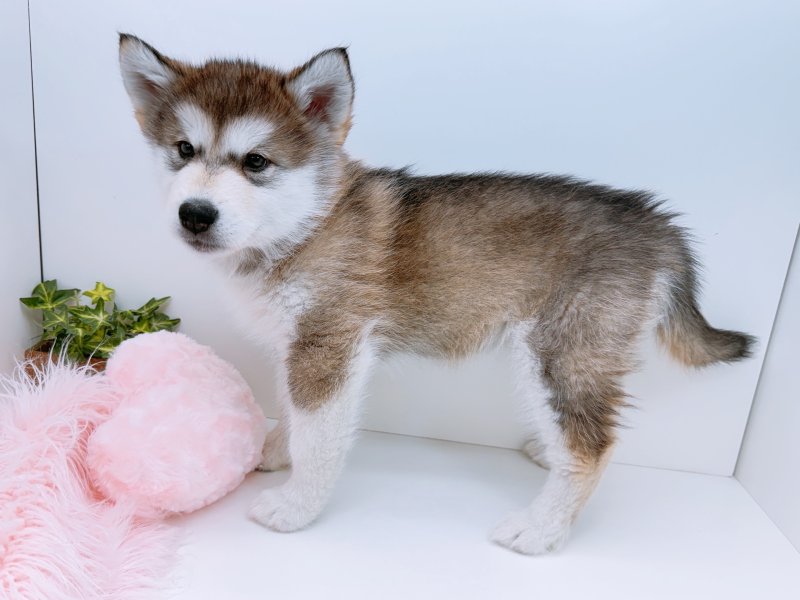 愛知県のアラスカンマラミュート (ワンラブカインズ小牧店(FC)/2026年1月17日生まれ/女の子/シルバーホワイト)の子犬の3枚目の画像