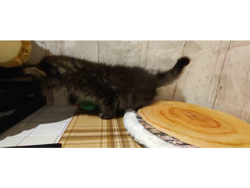 埼玉県のサイベリアン (ワンラブカインズ羽生店(FC)/2026年1月9日生まれ/女の子/ブラウンタビー)の子猫の3枚目の画像