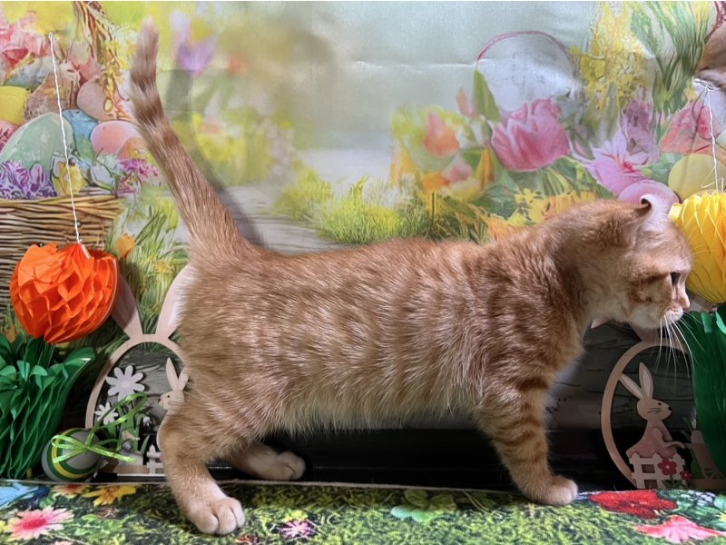 新潟県のアメリカンカール (ワンラブフレスポ赤道店(FC)/2026年1月13日生まれ/男の子/レッドタビー)の子猫の3枚目の画像