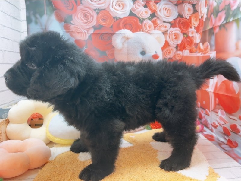 愛知県のニューファンドランド (ワンラブカインズ豊田四郷店(FC)/2026年1月17日生まれ/男の子/ブラック)の子犬の3枚目の画像