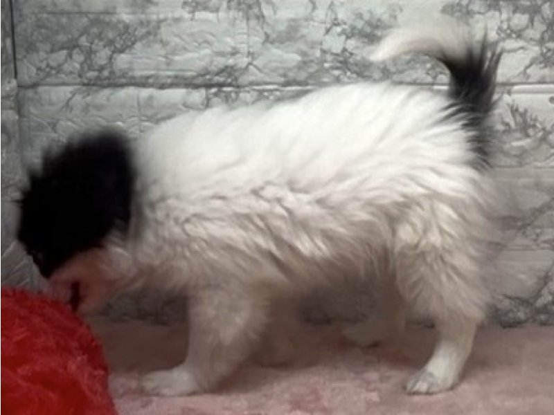 宮崎県のハーフ犬・ミックス犬 (ワンラブホームワイドプラス都城店(FC)/2026年1月6日生まれ/男の子/トライカラー)の子犬の3枚目の画像