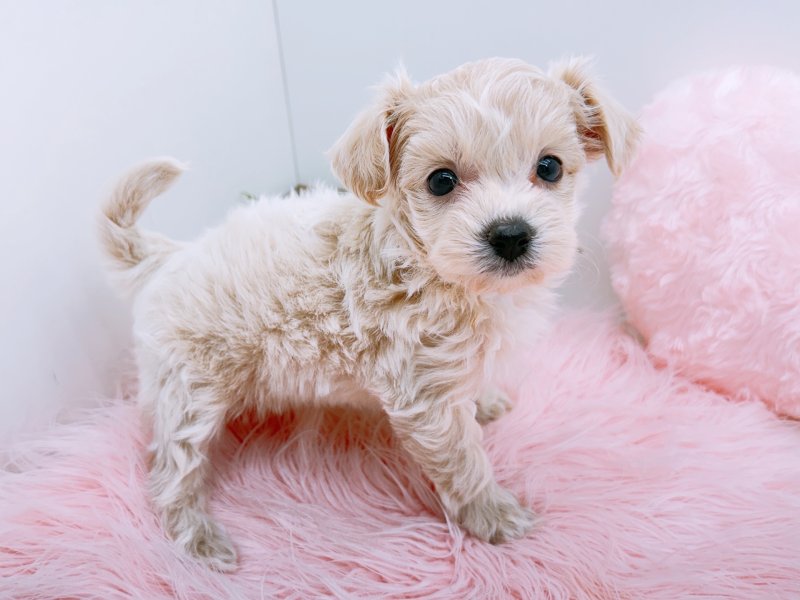 愛知県のマルプー(マルチーズ×プードル) (ワンラブカインズ小牧店(FC)/2026年1月22日生まれ/女の子/アプリコット)の子犬の3枚目の画像