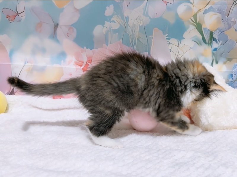 大阪府のメインクーン (ワンラブカインズ太子店(FC)/2026年1月25日生まれ/女の子/トーティーシェルホワイト)の子猫の3枚目の画像