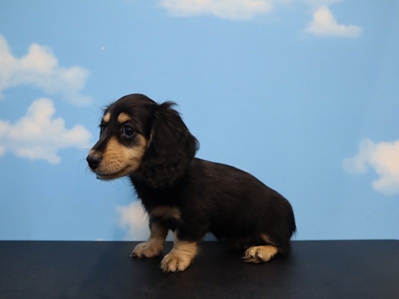 三重県のミニチュアダックスフンド(ロング) (ワンラブカインズ明和店(FC)/2026年1月25日生まれ/女の子/ブラックイエロー)の子犬の3枚目の画像