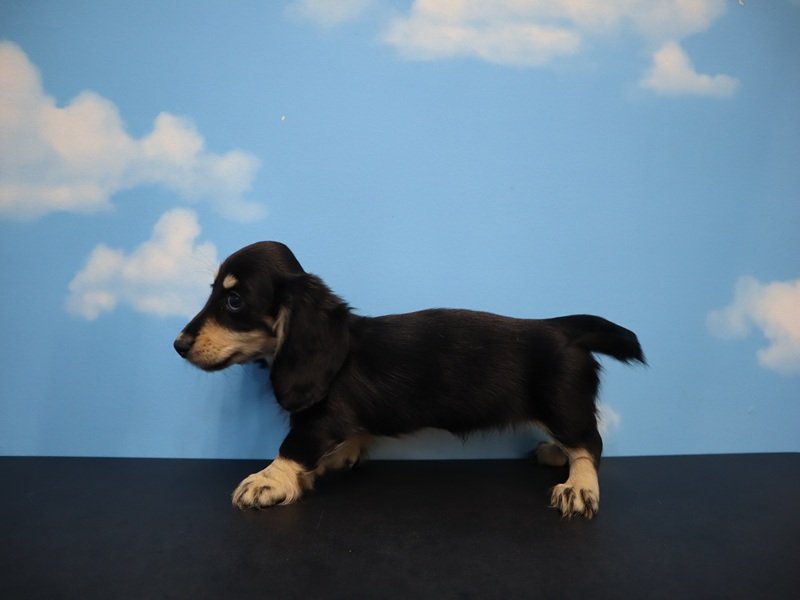 愛知県のミニチュアダックスフンド(ロング) (ワンラブドン・キホーテ緑店(FC)/2026年1月25日生まれ/女の子/ブラックイエロー)の子犬の3枚目の画像