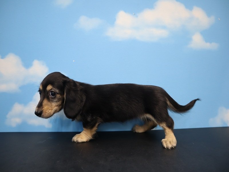 三重県のミニチュアダックスフンド(ロング) (ワンラブバローミタス伊勢店(FC)/2026年1月25日生まれ/女の子/ブラックイエロー)の子犬の3枚目の画像