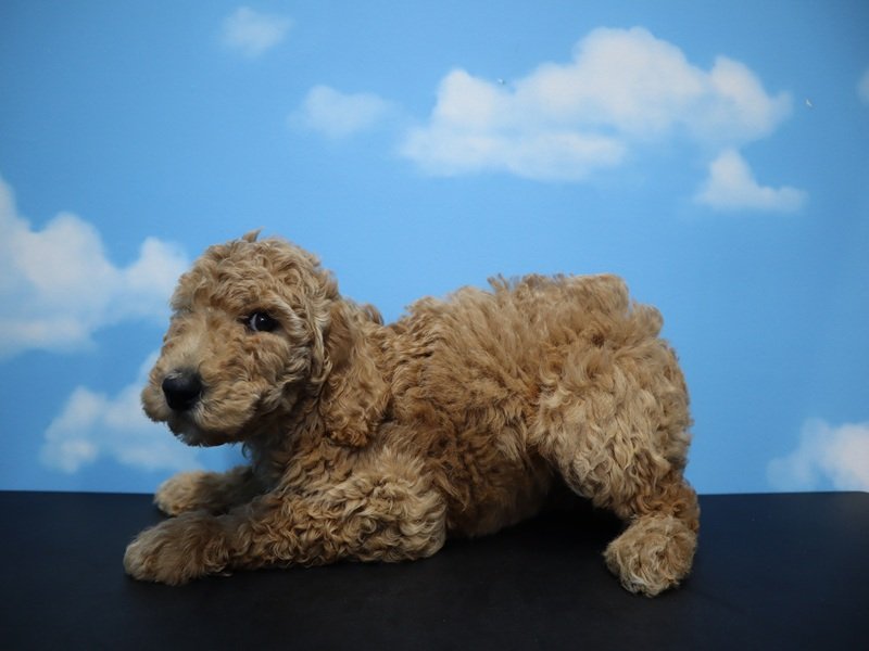 大阪府のスタンダードプードル (ワンラブおっきなもふもふ大阪総本店(FC)/2026年1月27日生まれ/女の子/レッド)の子犬の3枚目の画像