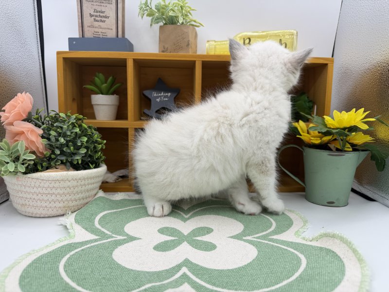 静岡県のラグドール (ワンラブカインズ清水店(FC)/2026年1月17日生まれ/男の子/ブルーポイントバイカラー)の子猫の3枚目の画像