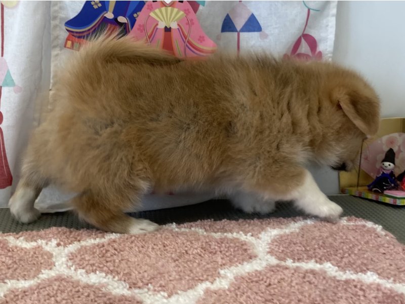 福岡県のポメコーギー(ポメラニアン×コーギー) (ワンラブペットワイド若松店(FC)/2026年1月26日生まれ/女の子/セーブルホワイト)の子犬の3枚目の画像